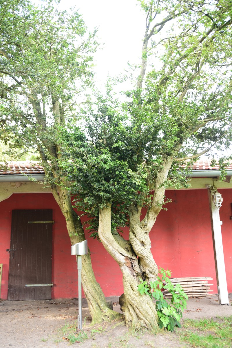 Buxus sempervirens - Dubnitz - 2015