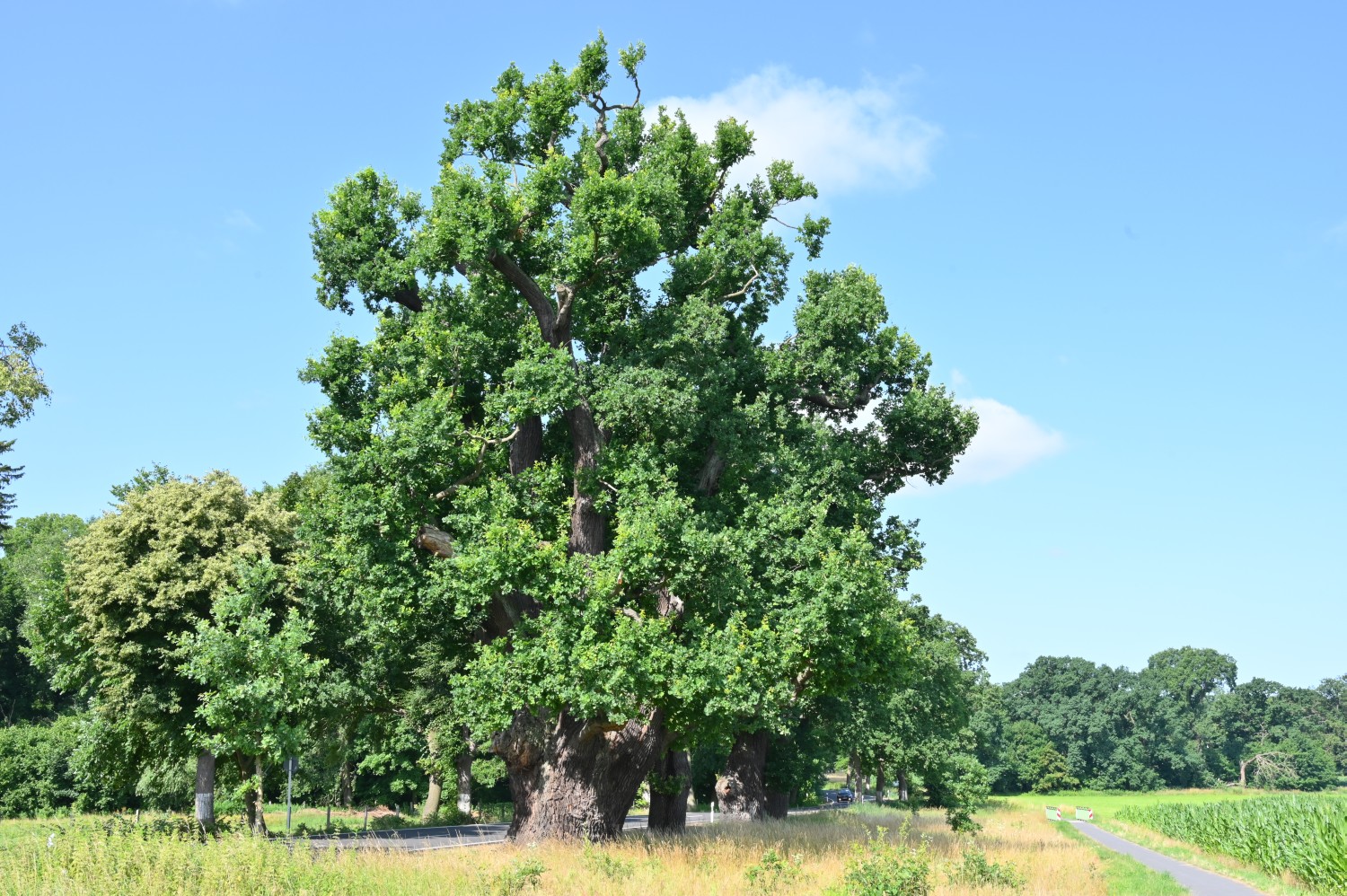 Quercus robur - Bouquet-Eiche Krügersdorf - 2021