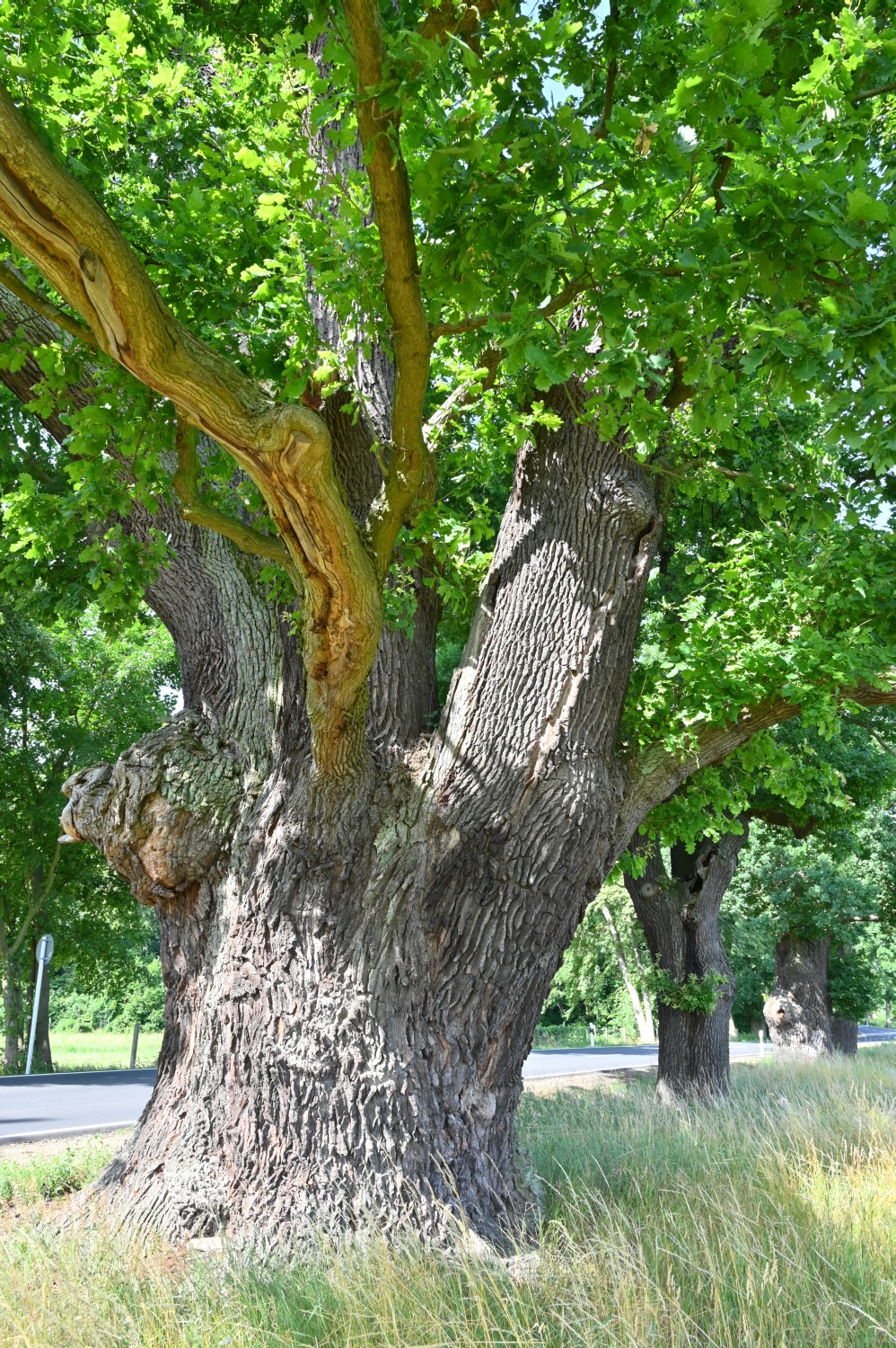 Quercus robur - Bouquet-Eiche Krügersdorf - 2021