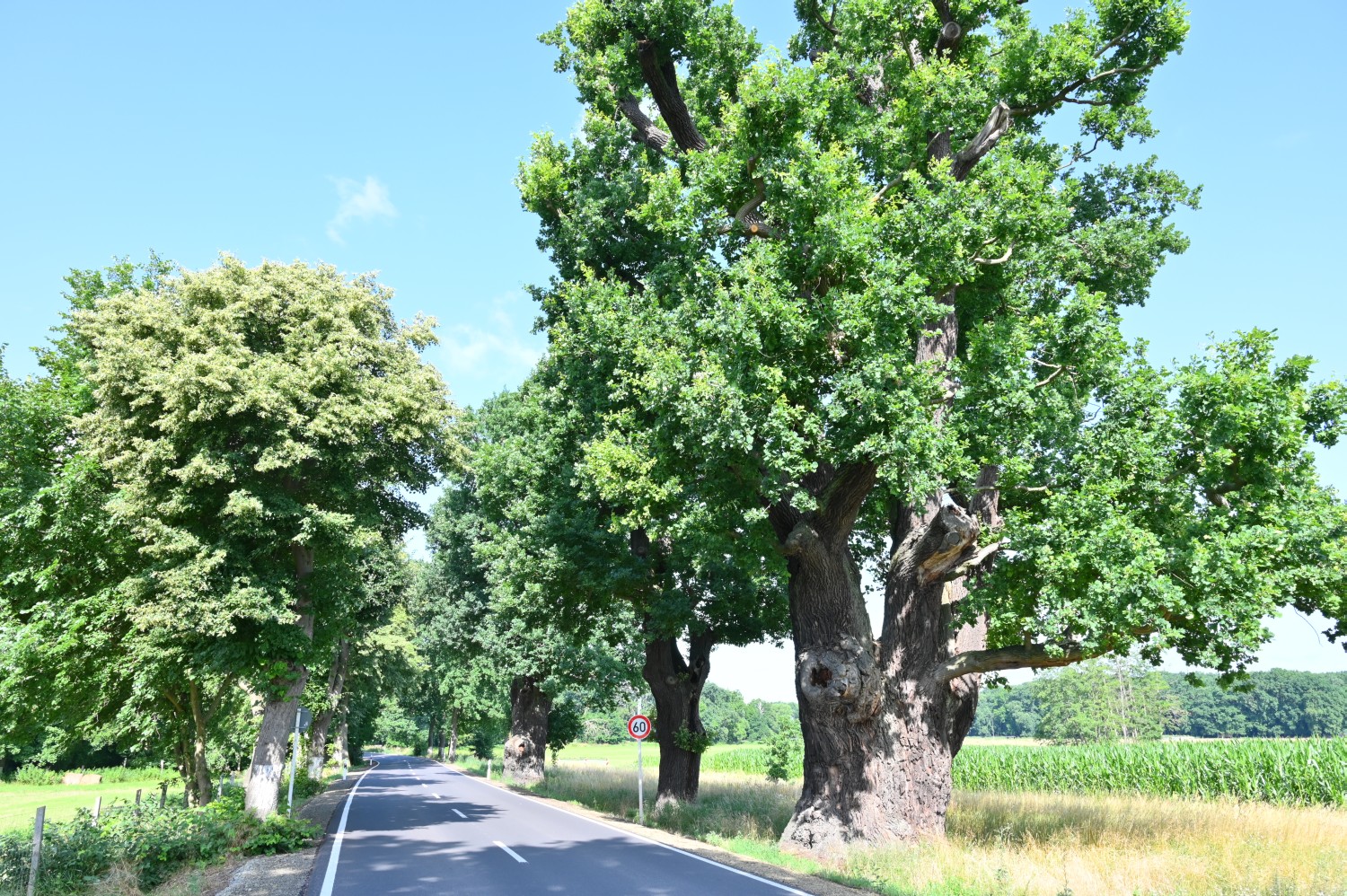 Quercus robur - Bouquet-Eiche Krügersdorf - 2021