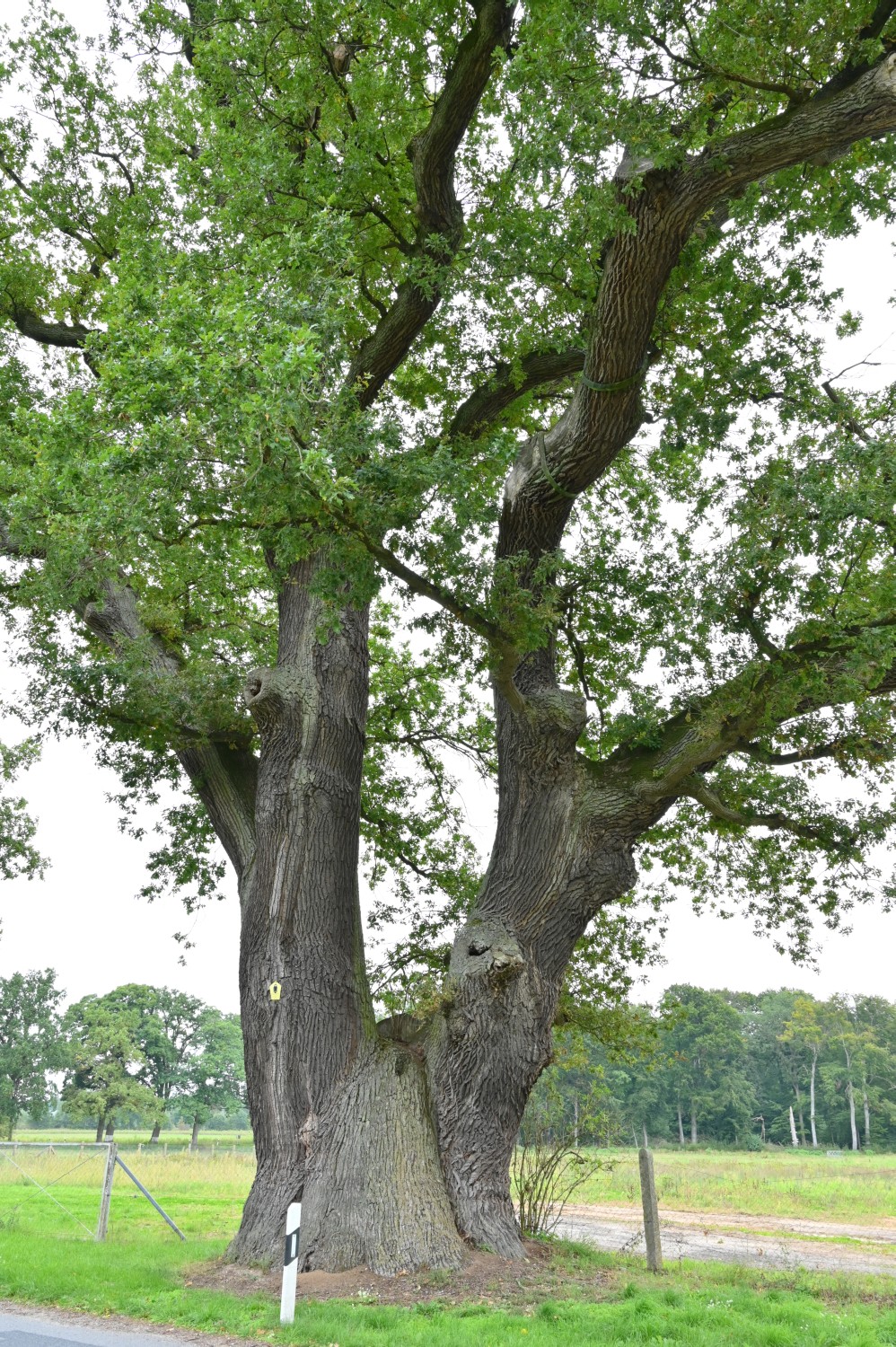 Quercus robur - Heiligengrabe- 2021