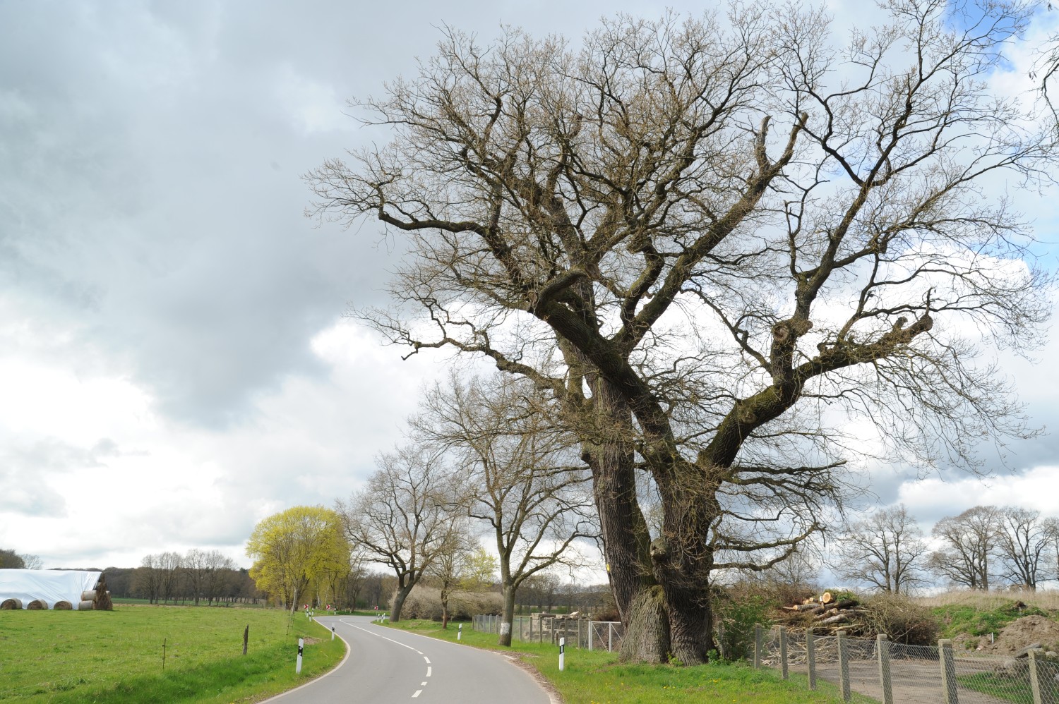 Quercus robur - Heiligengrabe- 2016