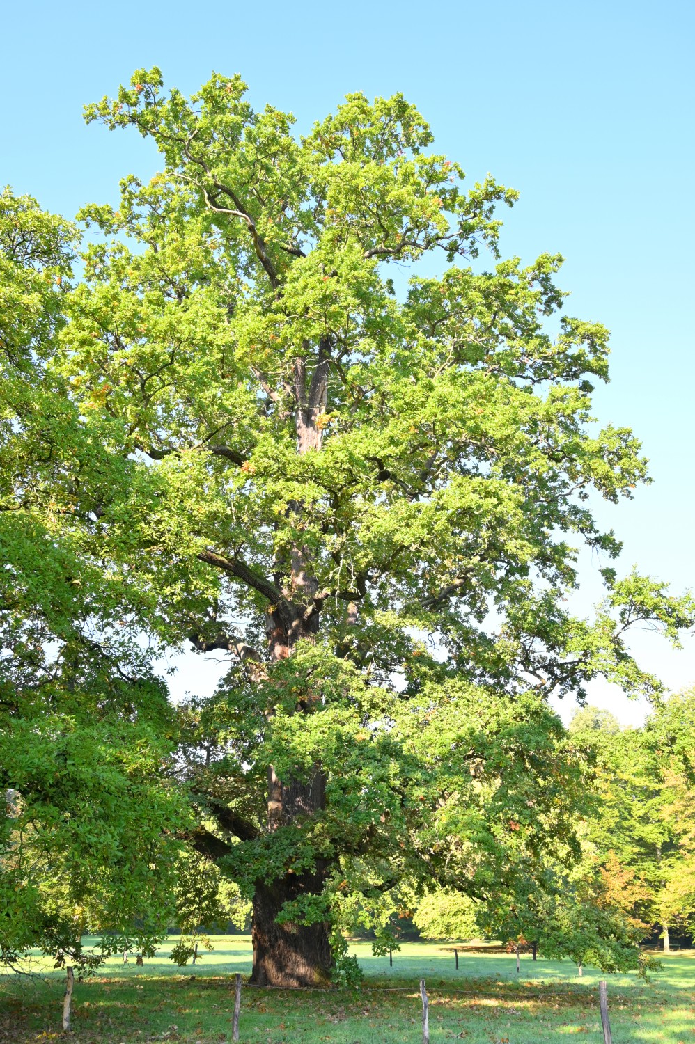 Quercus robur - Kassel, Karlsaue - Okt. 2021