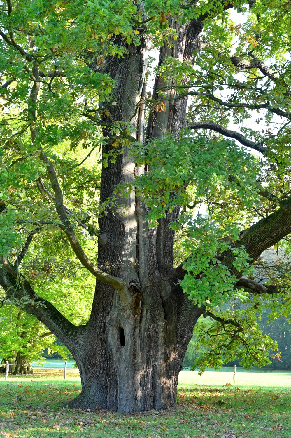 Quercus robur - Kassel, Karlsaue - Okt. 2021