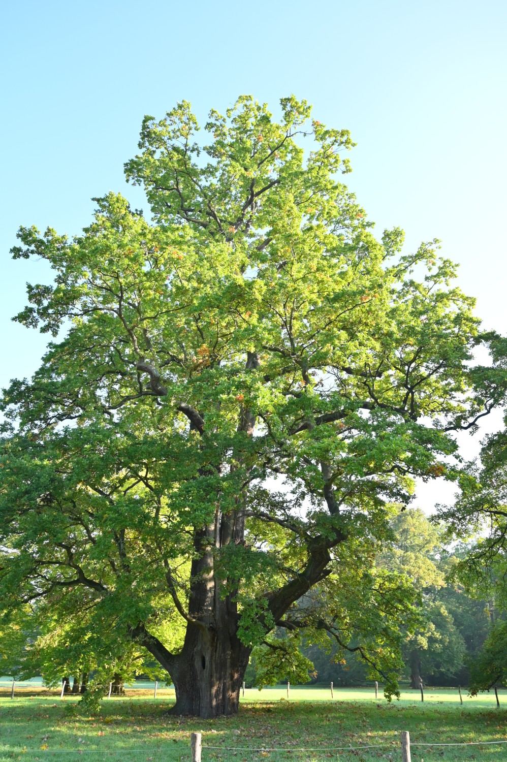 Quercus robur - Kassel, Karlsaue - Okt. 2021