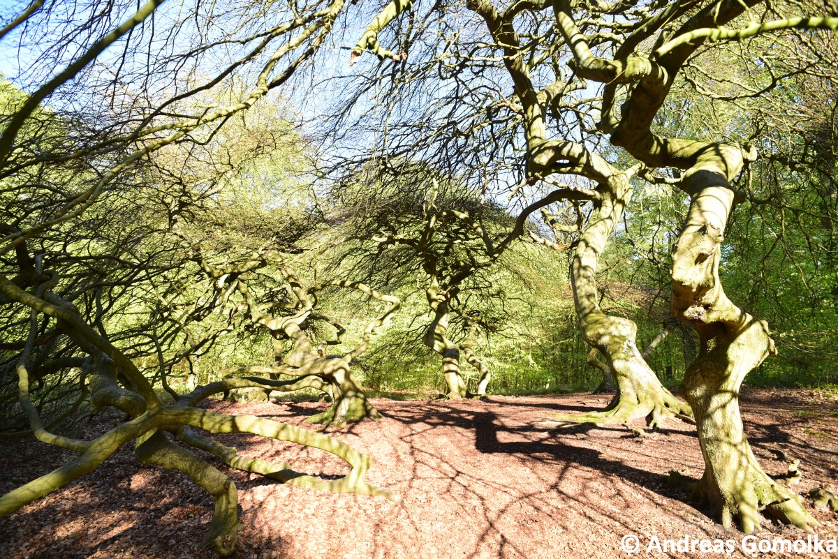 Fagus sylvatica Tortuosa-Gruppe - Semper - 2015