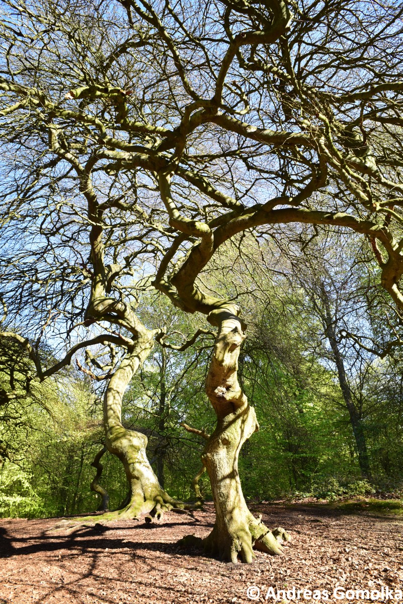 Fagus sylvatica Tortuosa-Gruppe - Semper - 2015