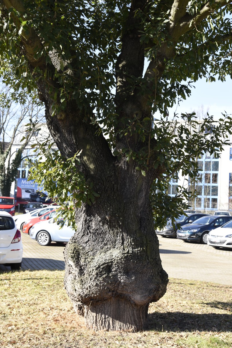 Quercus x turneri 'Pseudoturneri' - Magdeburg - 2015