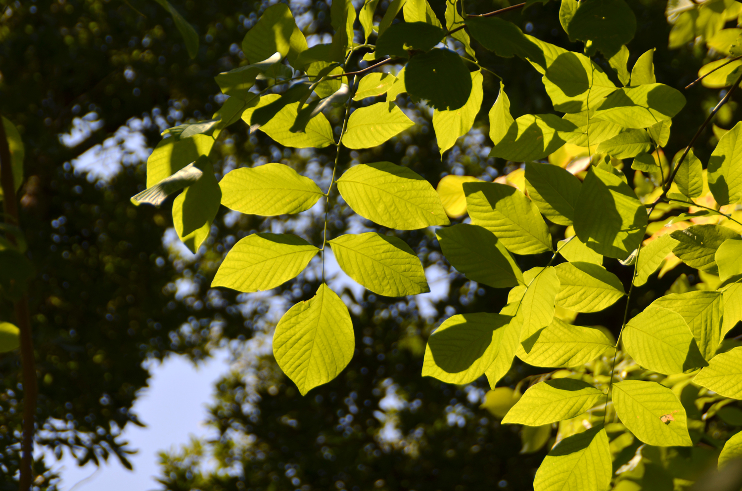 Cladrastis kentukea - Botanischer Garten Karlsruhe - 2020