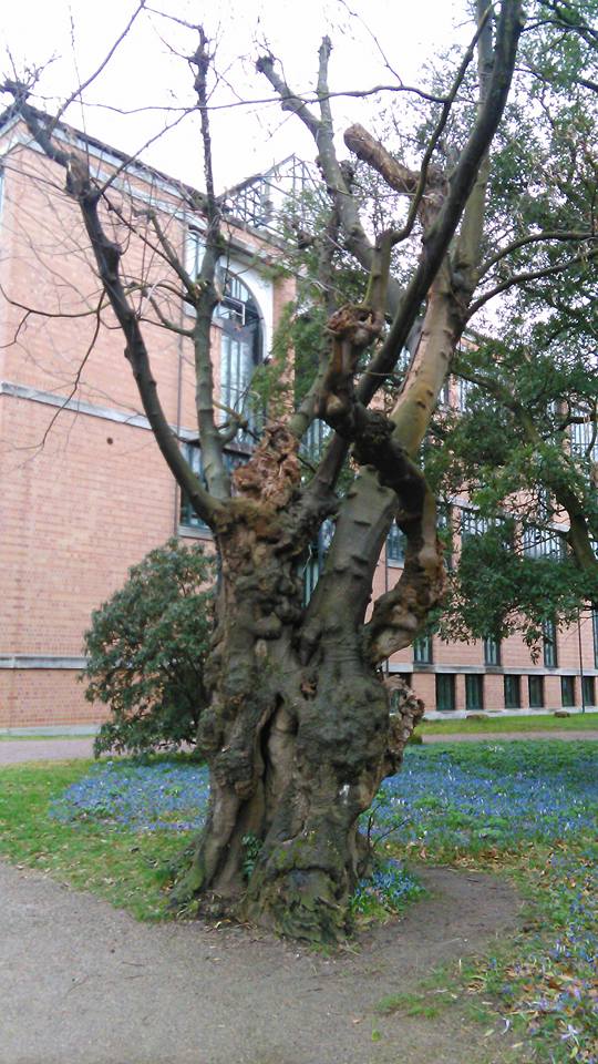 Cladrastis kentukea - Karlsruhe