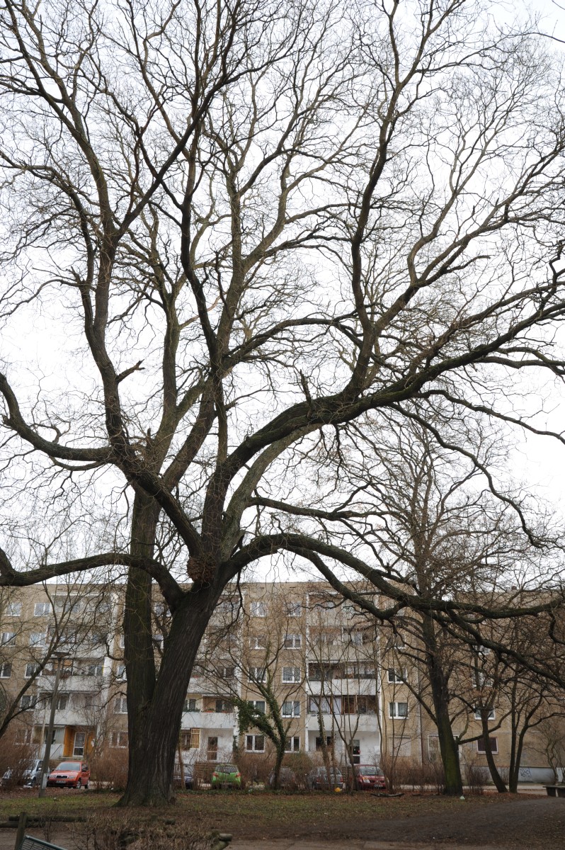 Styphnolobium japonicum - Dessau - 2012