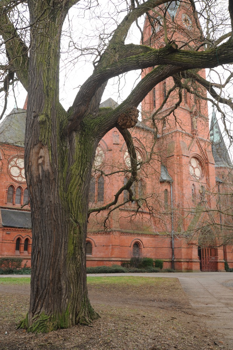 Styphnolobium japonicum - Dessau - 2012