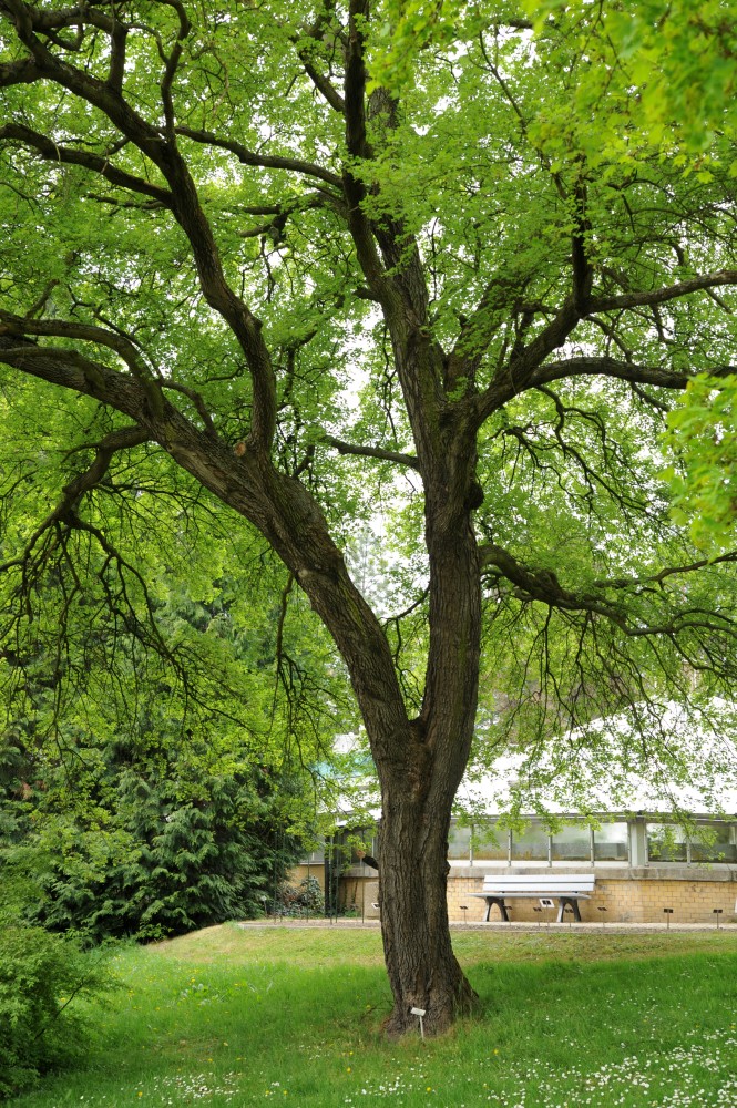 Acer monspessulanum - Halle/Saale - April 2014