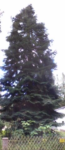 Abies grandis - Heiligengrabe - 2015