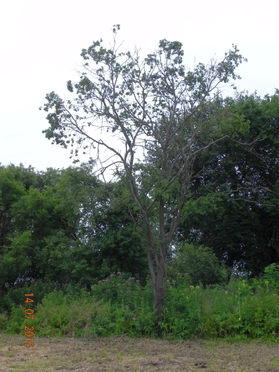 Rhamnus cathartica - Galenbecker See - 2015