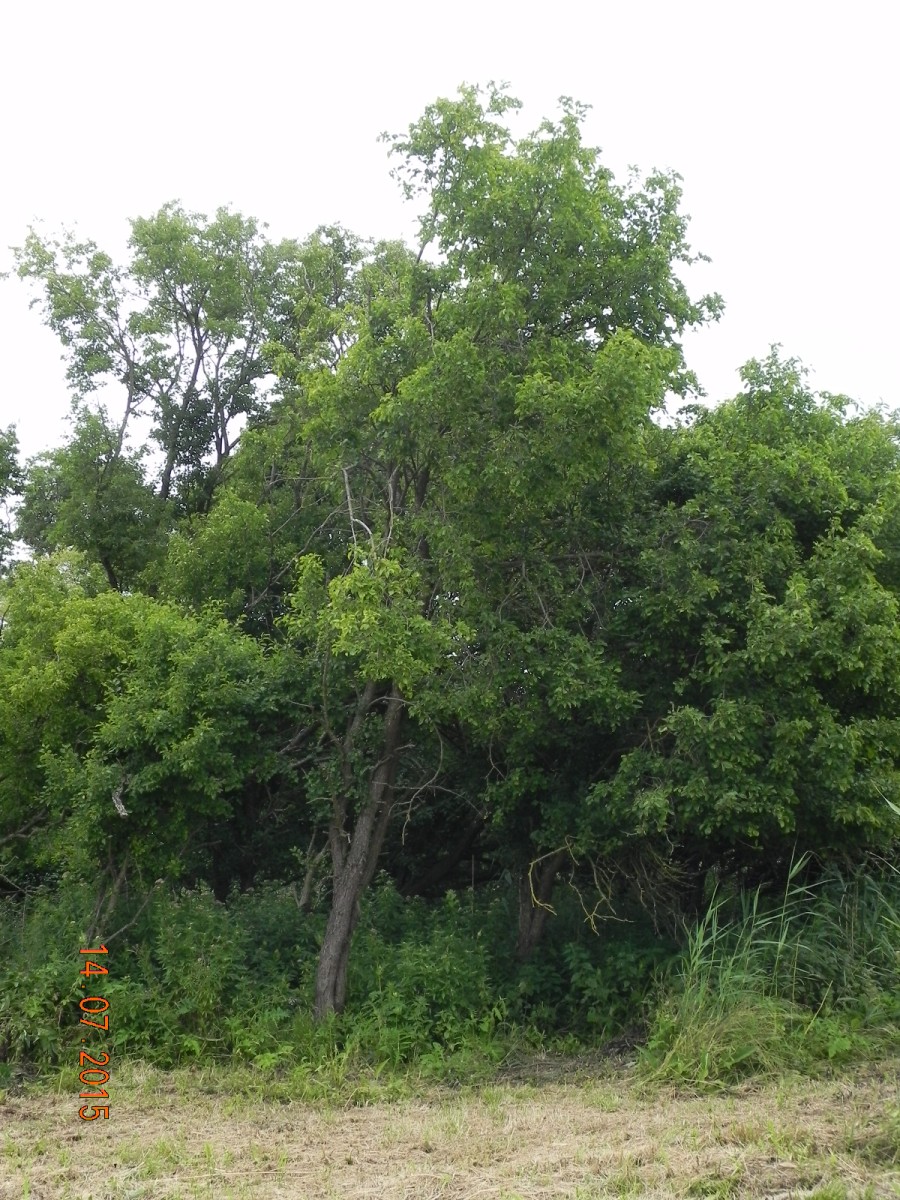 Rhamnus cathartica - Galenbecker See - 2015