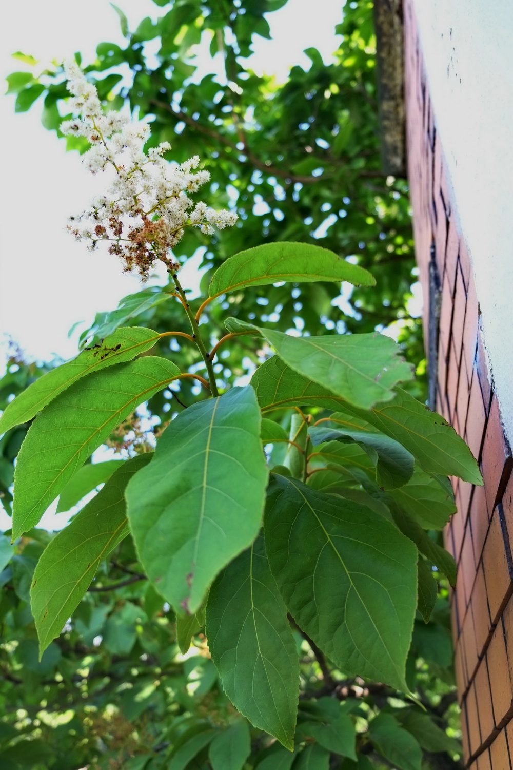 Ehretia acuminata - Dresden Botanischer Garten - Juli 2013