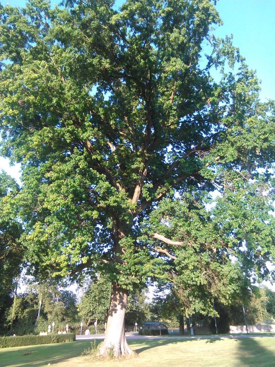Quercus coccinea - Springe -August 2015