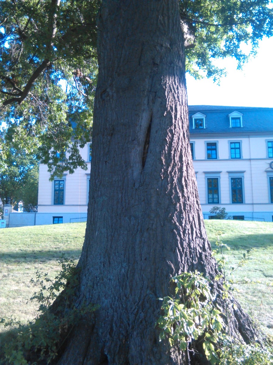 Quercus coccinea - Springe -August 2015