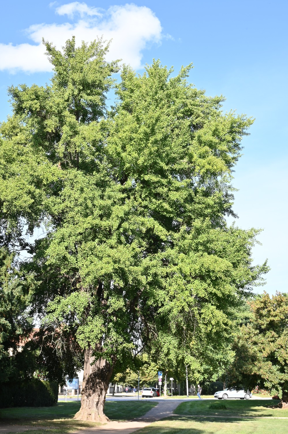 Ginkgo biloba - Quedlinburg, Bahnhofsanlage - September 2025