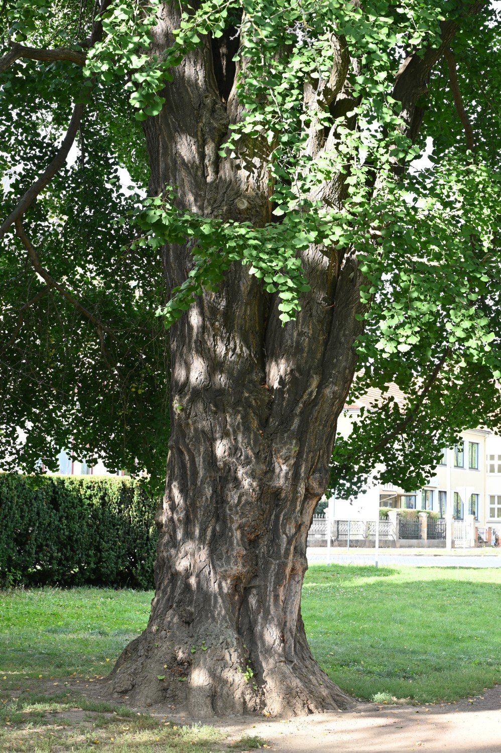 Ginkgo biloba - Quedlinburg, Bahnhofsanlage - September 2025