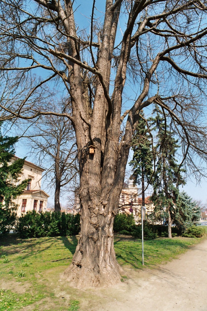 Ginkgo biloba - Quedlinburg - 2004
