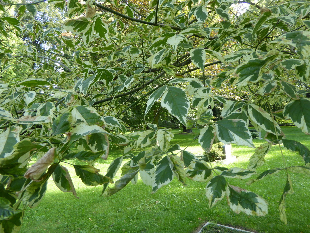 Acer negundo 'Variegatum' - Dresden - September 2015