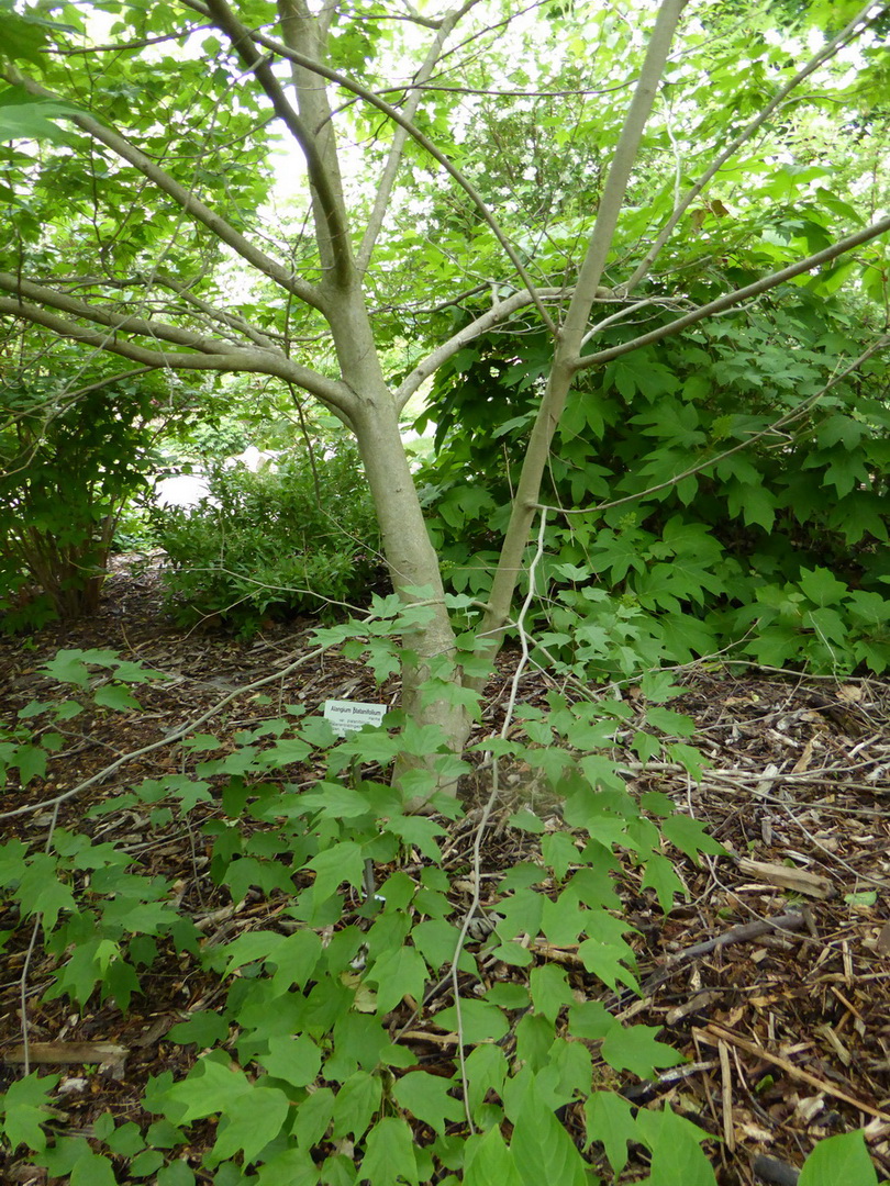 Alangium platanifolium var. platanifolium - Leipzig - Juni 2015