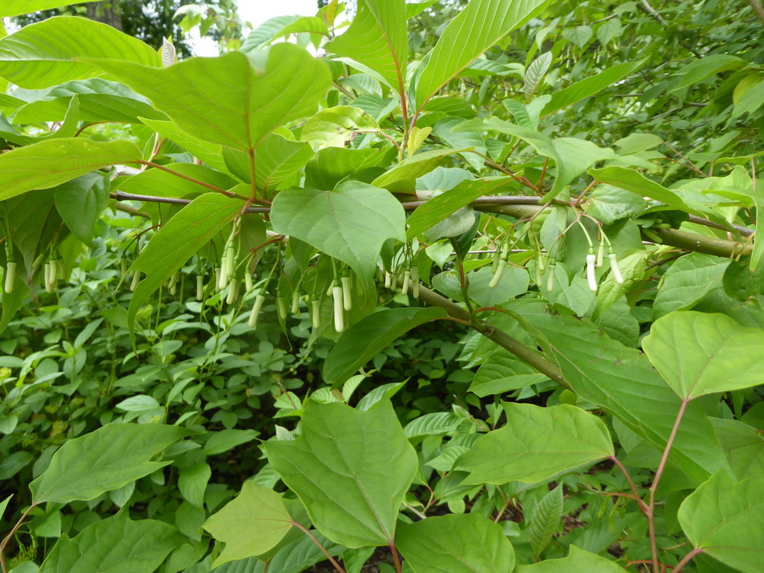 Alangium platanifolium var. platanifolium - Leipzig - Juni 2015