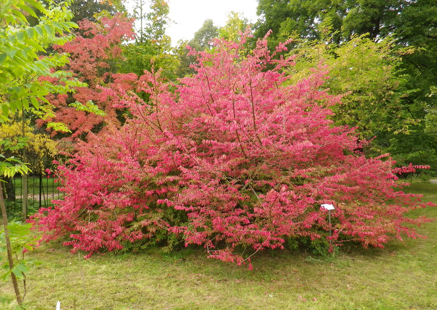 Euonymus alatus - Dresden Botanischer Garten - Oktober 2012