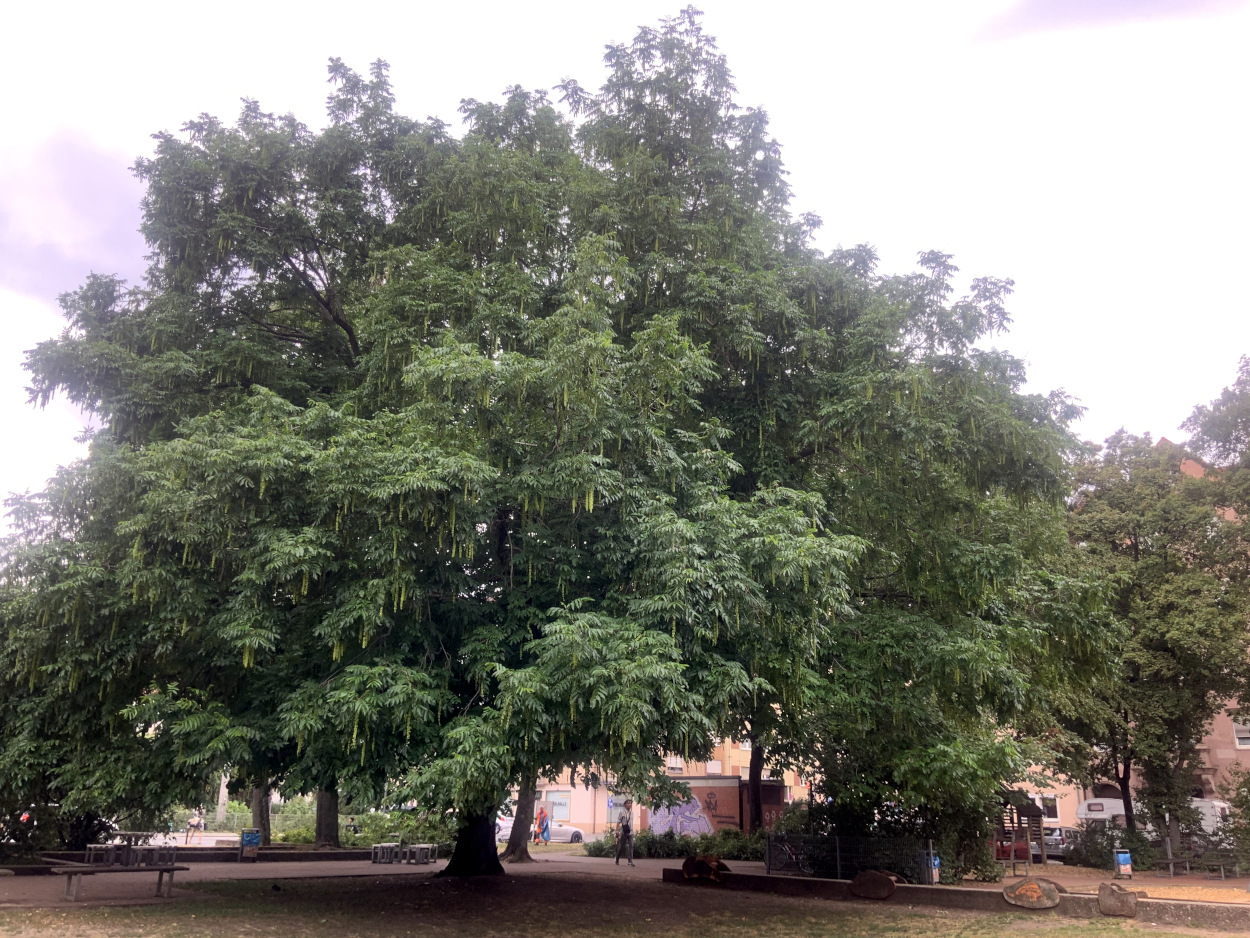 Pterocarya fraxinifolia - Nürnberg - Juli 2023