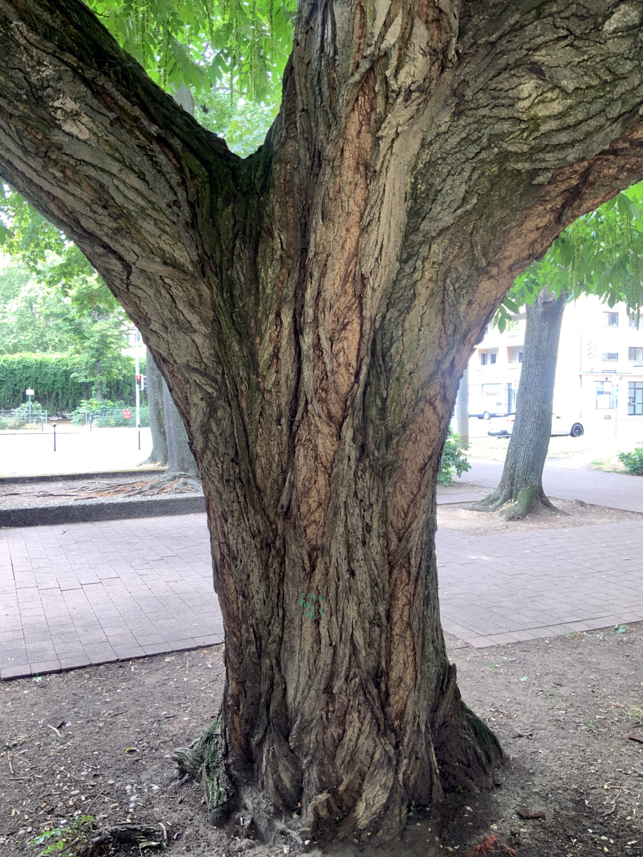 Pterocarya fraxinifolia - Nürnberg - Juli 2023