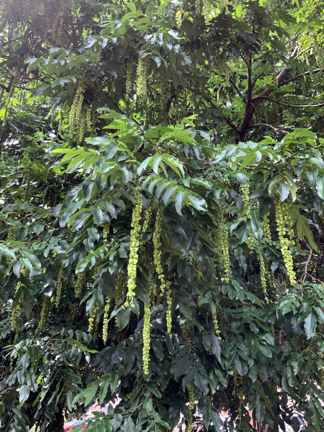 Pterocarya fraxinifolia - Nürnberg - Juli 2023