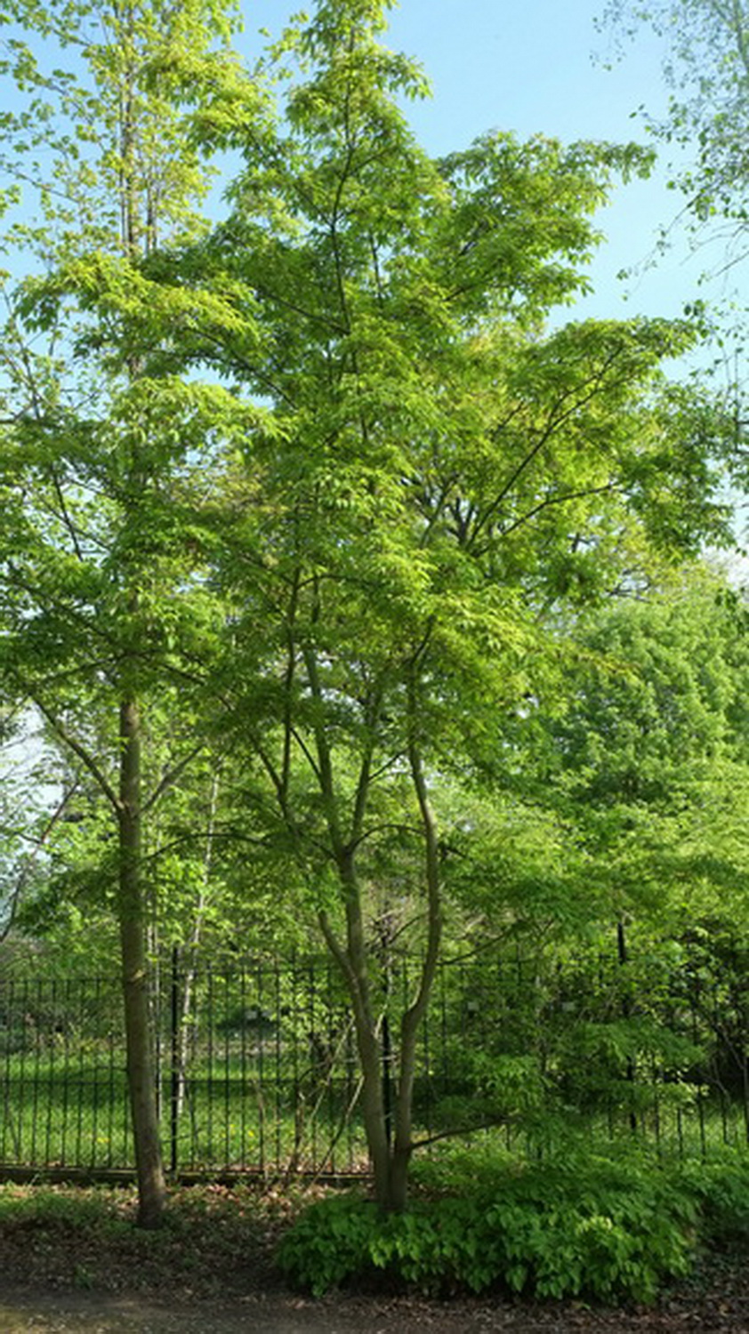 Euonymus bungeanus - Dresden Botanischer Garten - April 2014
