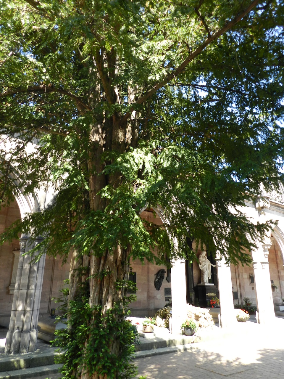 Taxus baccata - Nürnberg-St. Johannis - Juli 2015