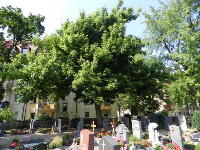 Acer negundo - Nürnberg-St. Leonhard - Juli 2015
