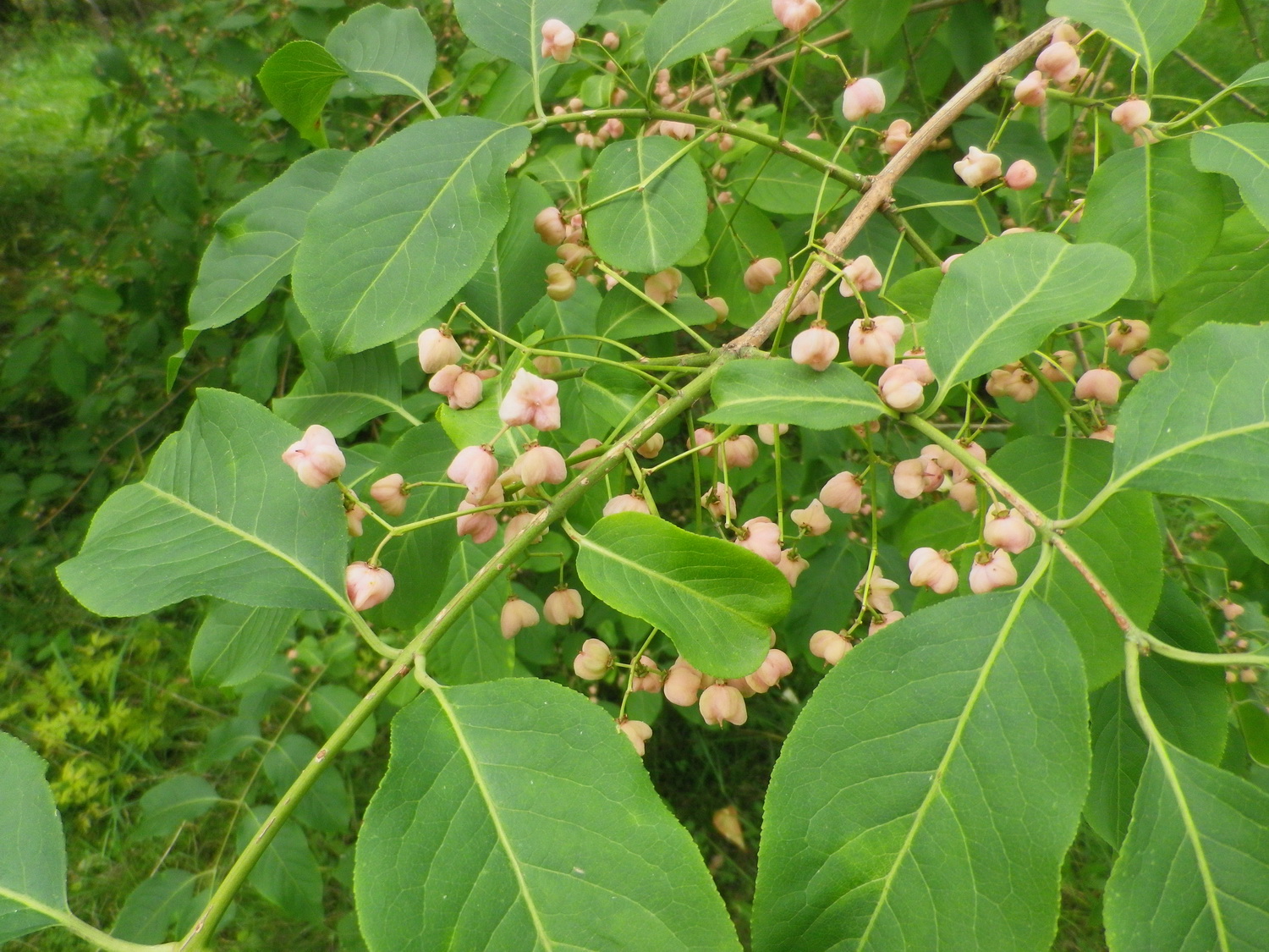 Euonymus hamiltonianus - Dresden Botanischer Garten - August 2014