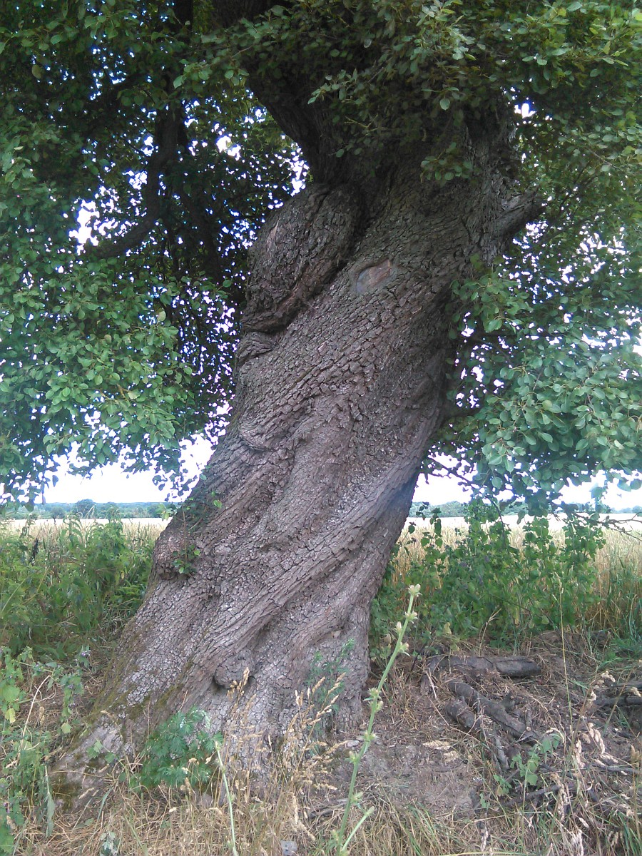 Pyrus pyraster - Zettemin - 2015