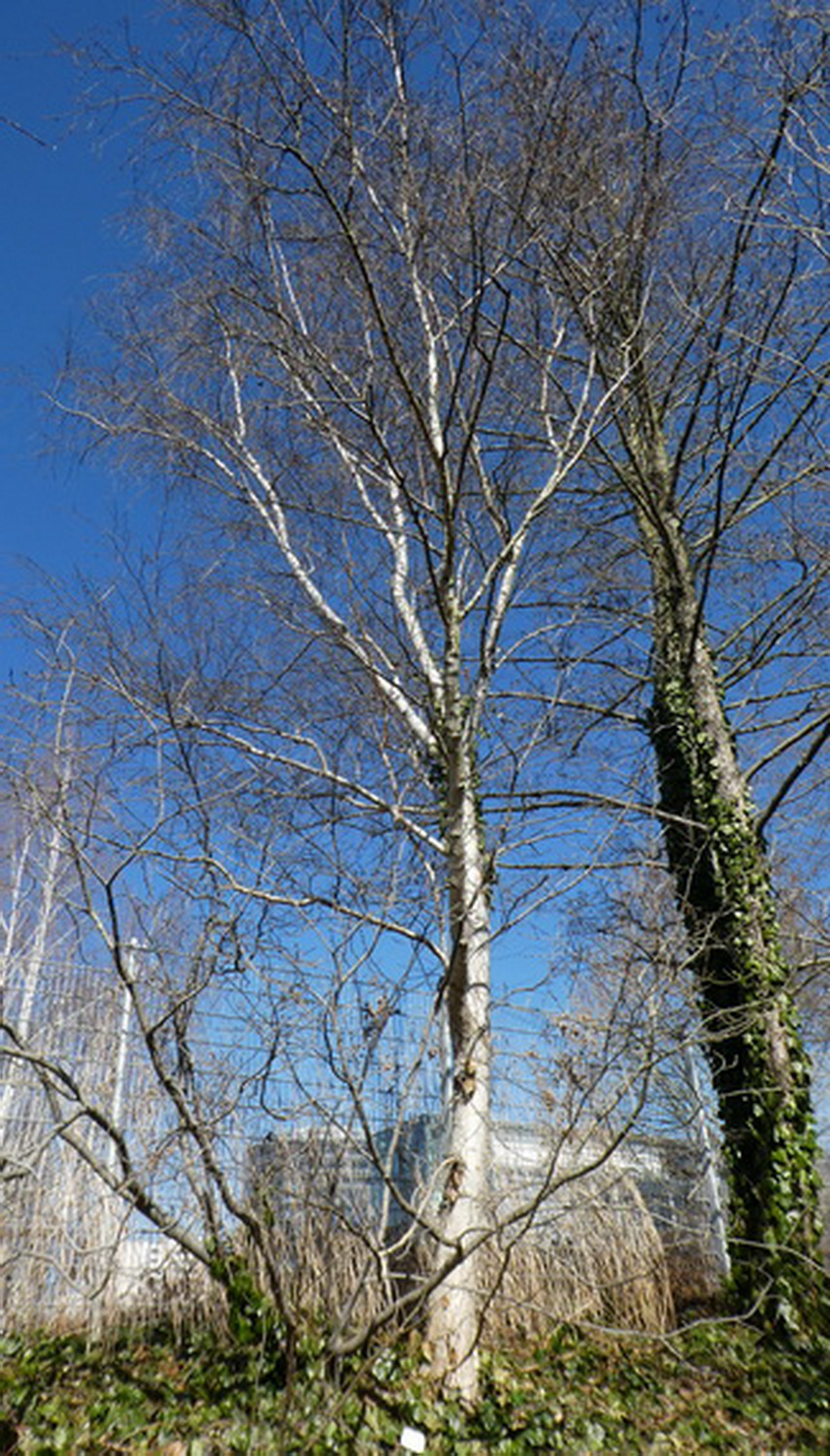 Betula litwinowii - Dresden Botanischer Garten - April 2018