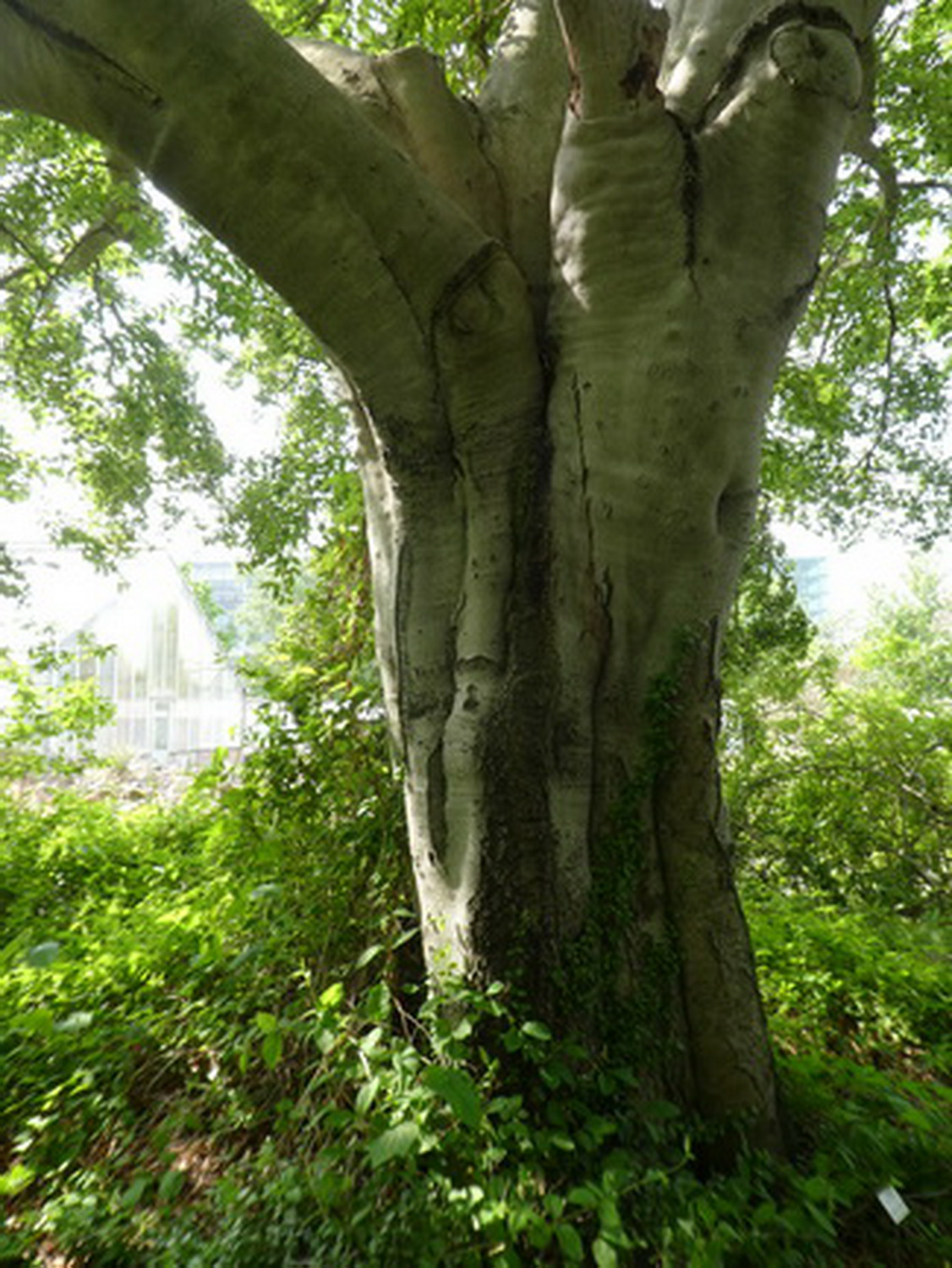 Fagus crenata - Dresden Botanischer Garten - Mai 2018