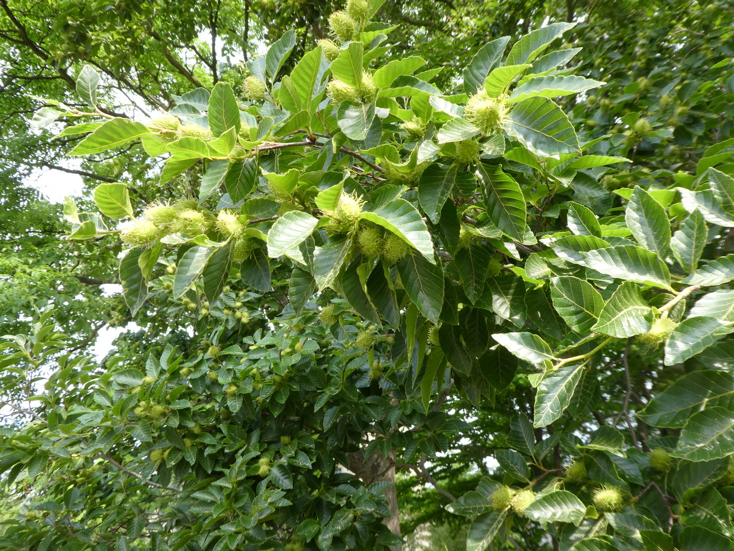 Fagus crenata - Dresden Botanischer Garten - Mai 2018