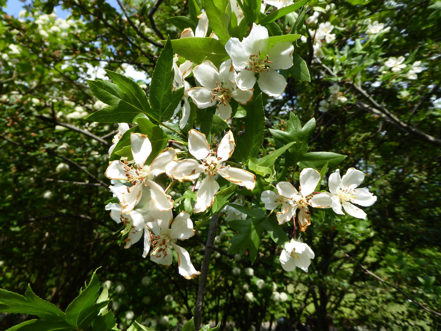 Malus trilobata - Dresden Botanischer Garten - Juni 2015