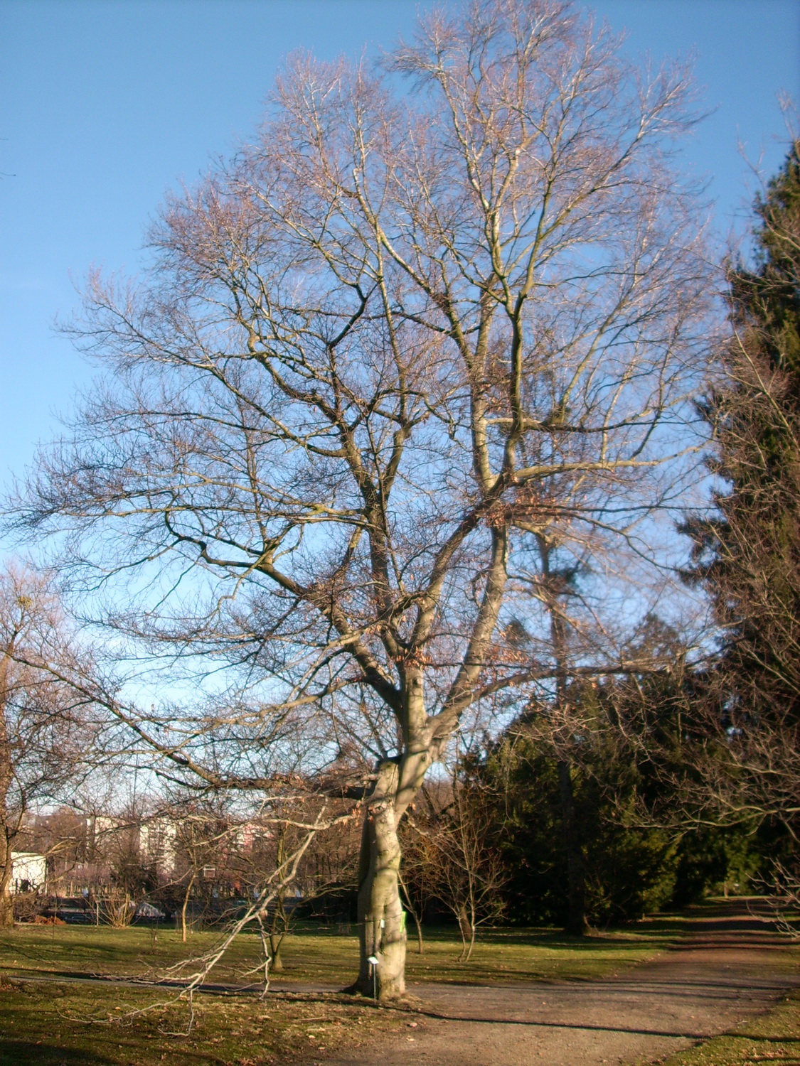 Fagus grandifolia - Dresden Botanischer Garten - Januar 2011