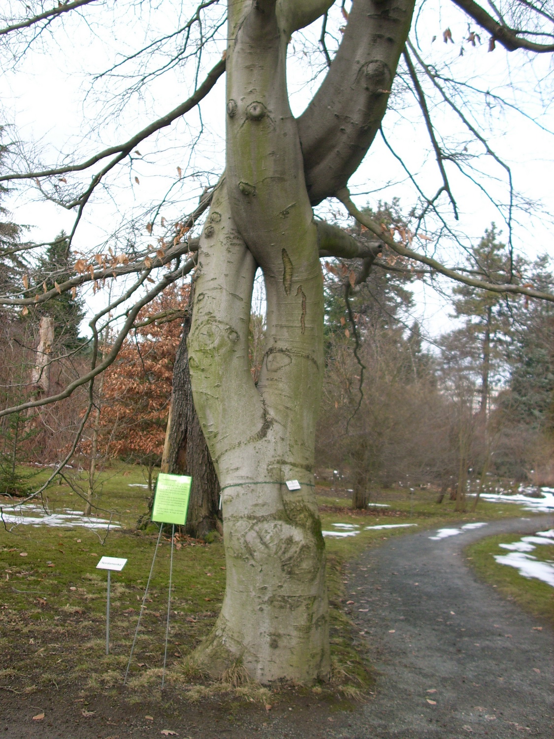 Fagus grandifolia - Dresden Botanischer Garten - Januar 2011