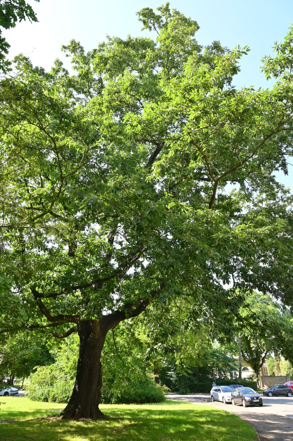 Quercus cerris - Dresden - Juli 2023