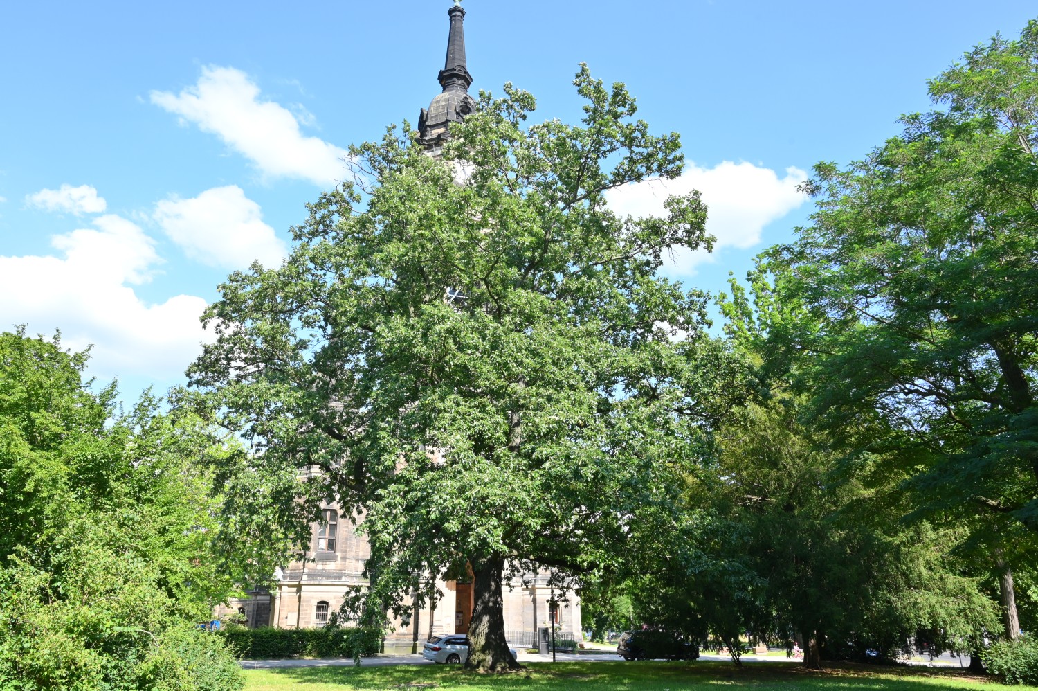 Quercus cerris - Dresden - Juli 2023