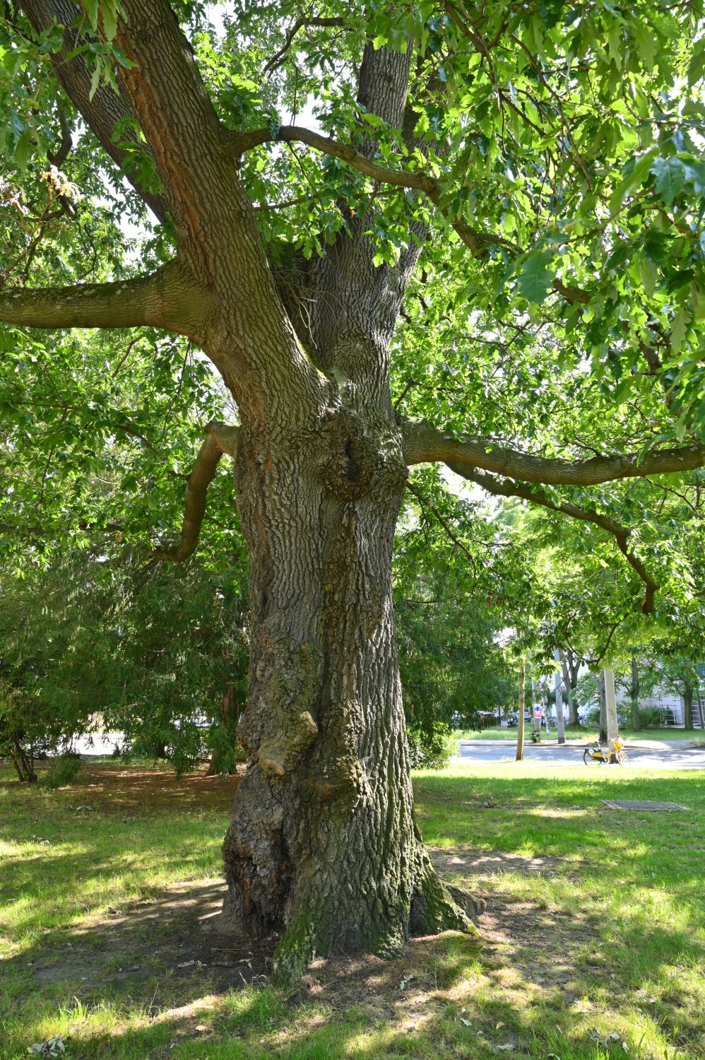 Quercus cerris - Dresden - Juli 2023