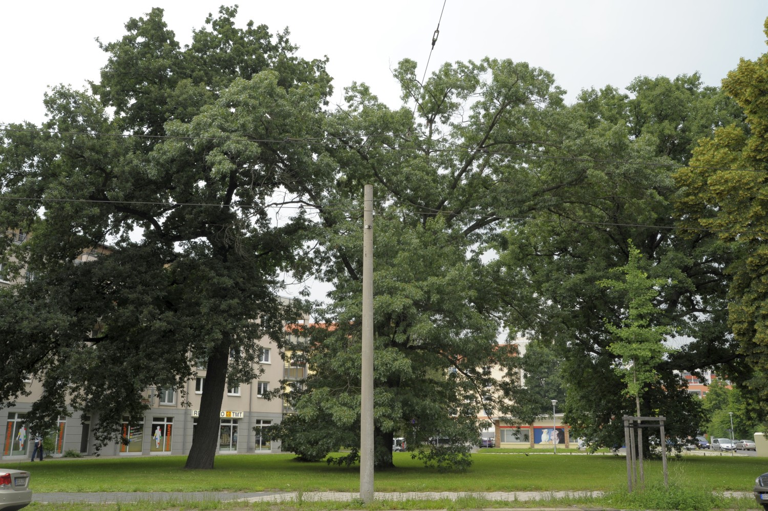 Quercus coccinea - Dresden, Stephanienplatz - 2009