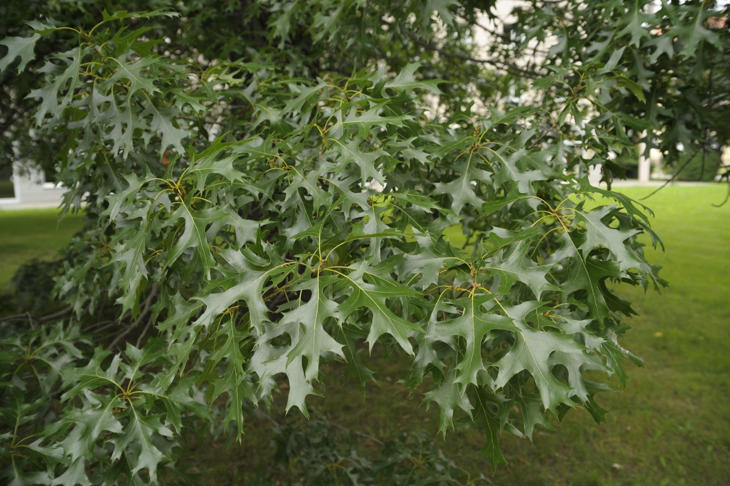 Quercus coccinea - Dresden, Stephanienplatz - 2009