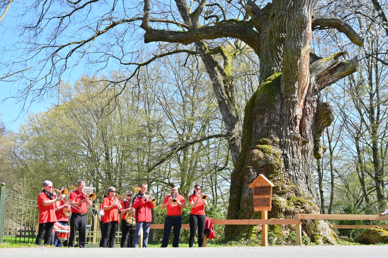 Quercus robur - Kroneiche bei Minzow bei Röbel - 2023